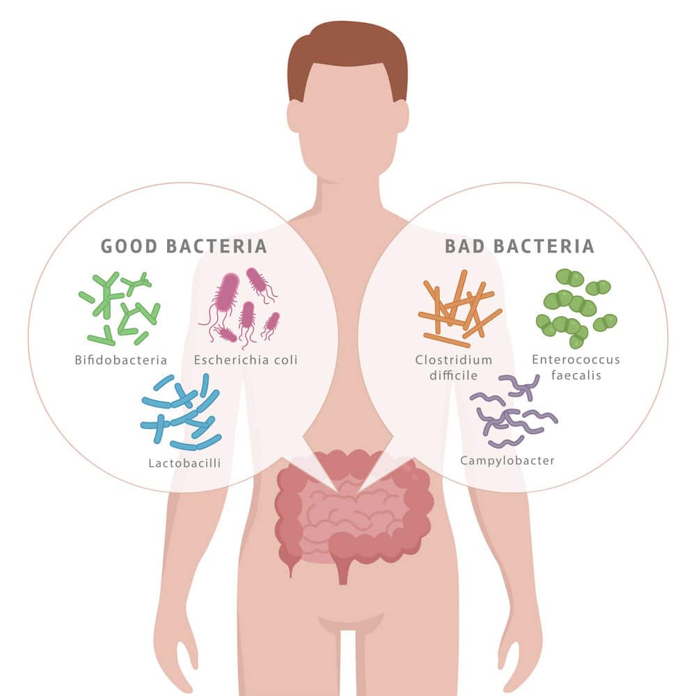 Dobré baktérie a zlé baktérie trávenie telo črevá čaga chaga